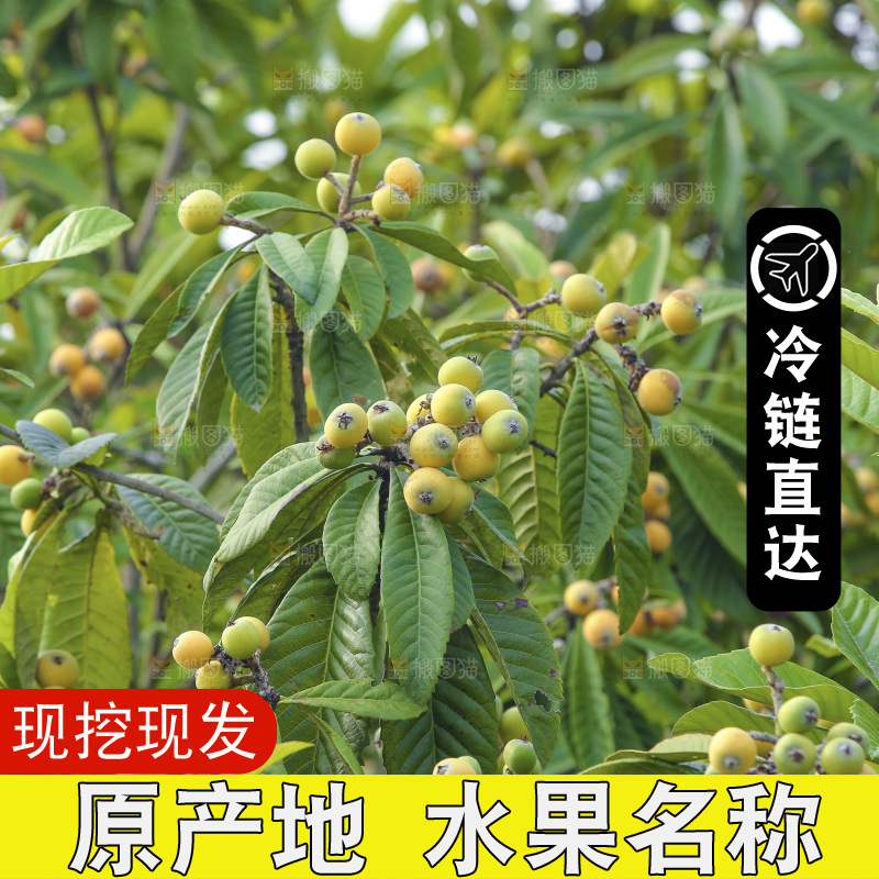 手里拿着现摘枇杷