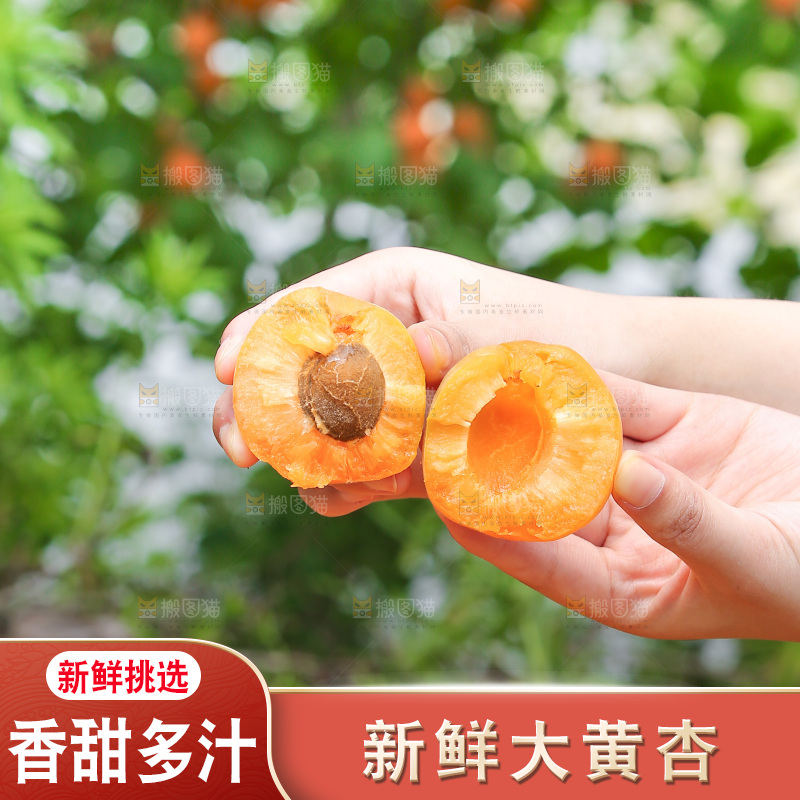 手里拿着新鲜大黄杏
