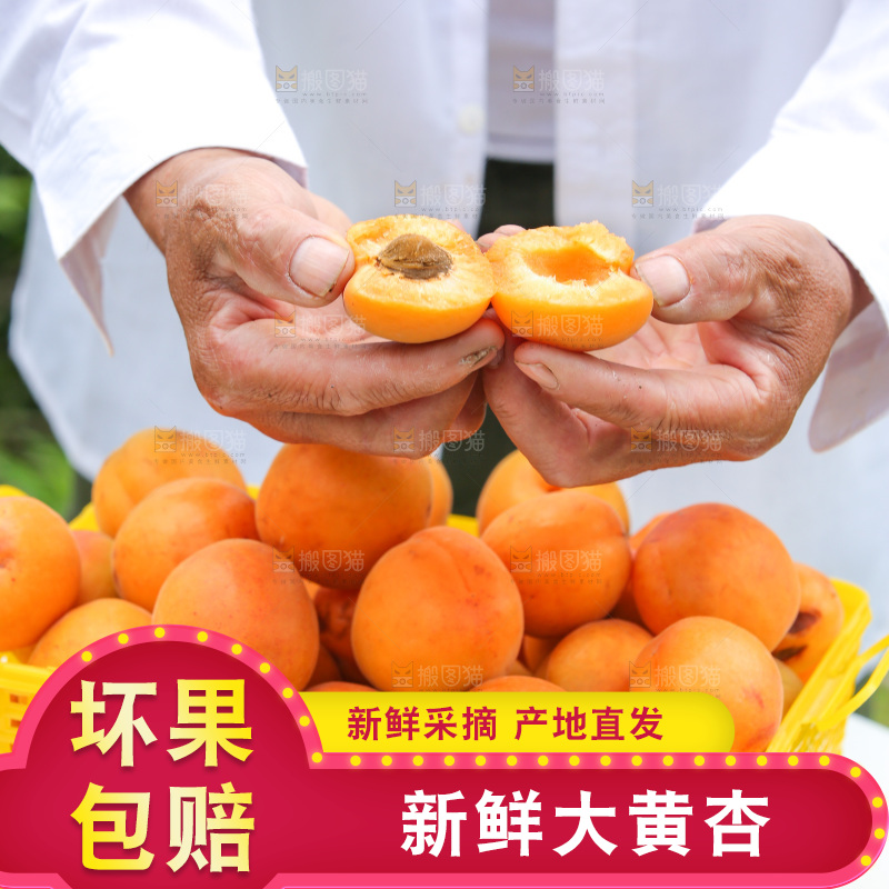 手里拿着新鲜大黄杏