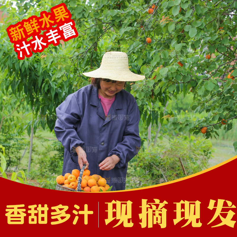 手里拿着新鲜大黄杏