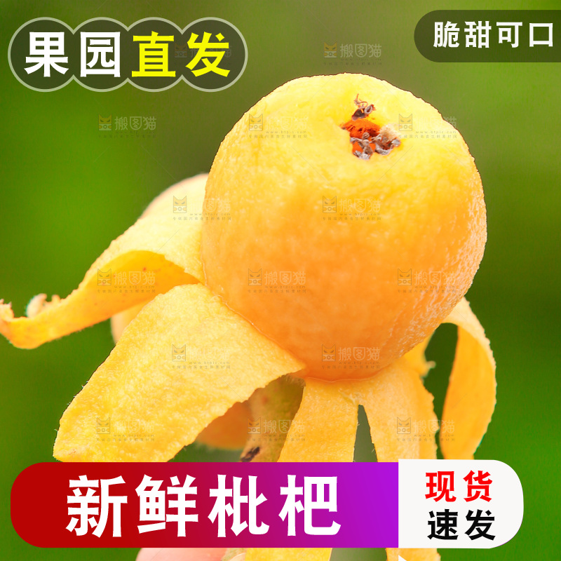 手里拿着现摘枇杷