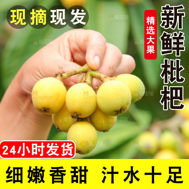 手里拿着现摘枇杷