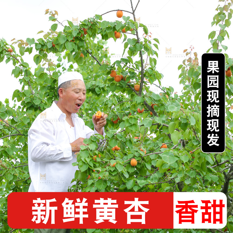 手里拿着新鲜大黄杏