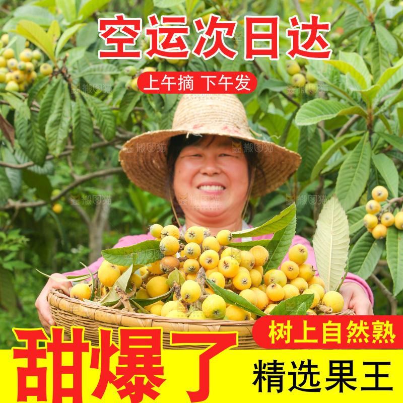 手里拿着现摘枇杷