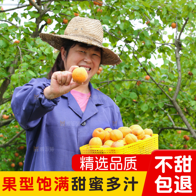 手里拿着新鲜大黄杏