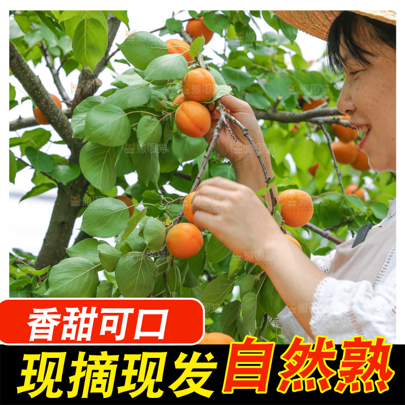 手里拿着新鲜大黄杏