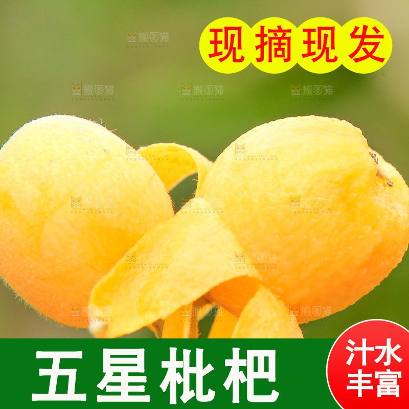 手里拿着现摘枇杷