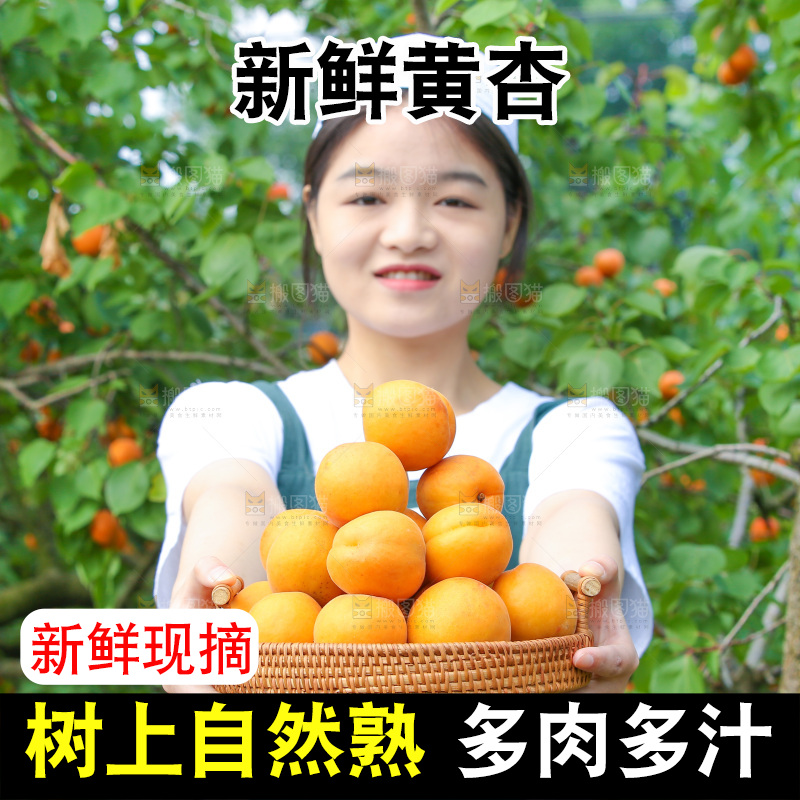 手里拿着新鲜大黄杏