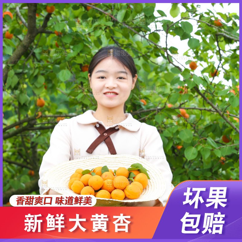手里拿着新鲜大黄杏