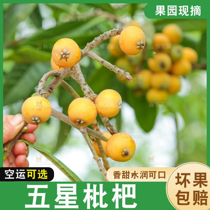 手里拿着现摘枇杷