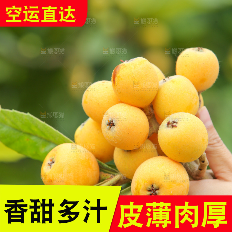 手里拿着现摘枇杷