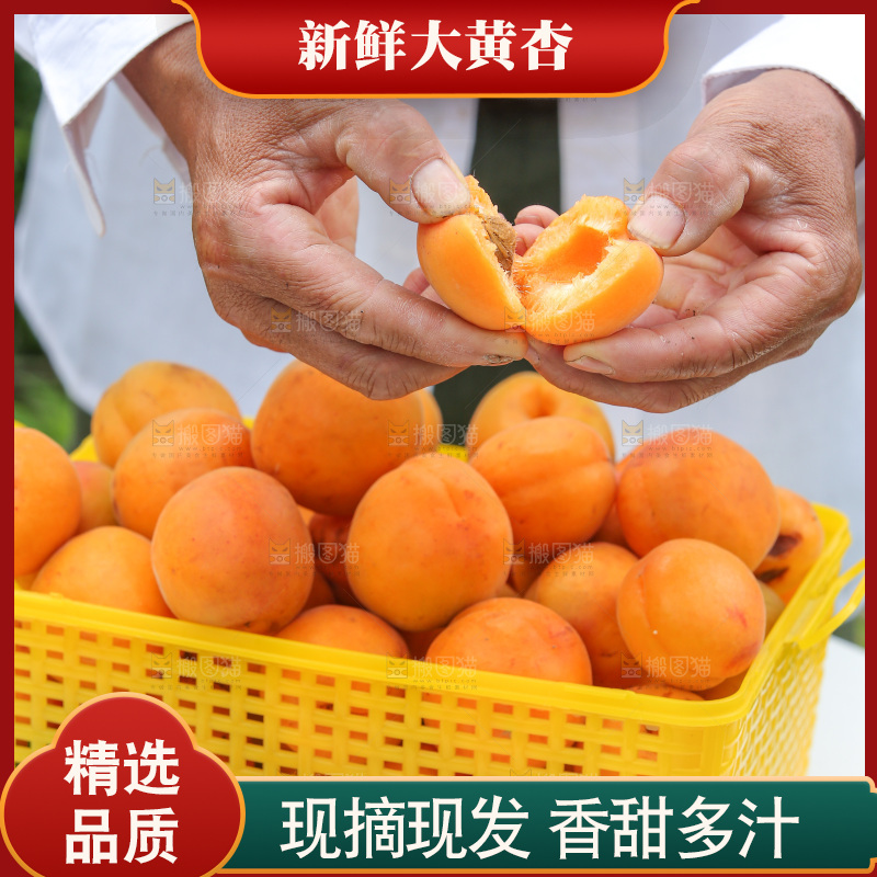 手里拿着新鲜大黄杏