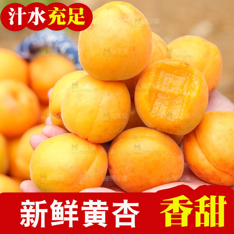 手里拿着新鲜大黄杏