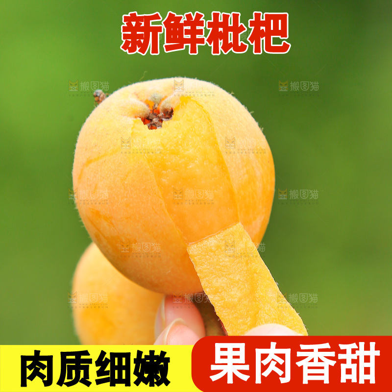 手里拿着现摘枇杷