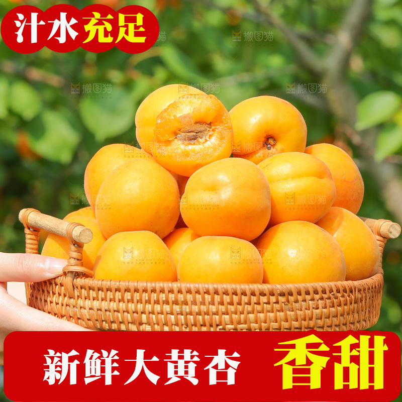 手里拿着新鲜大黄杏
