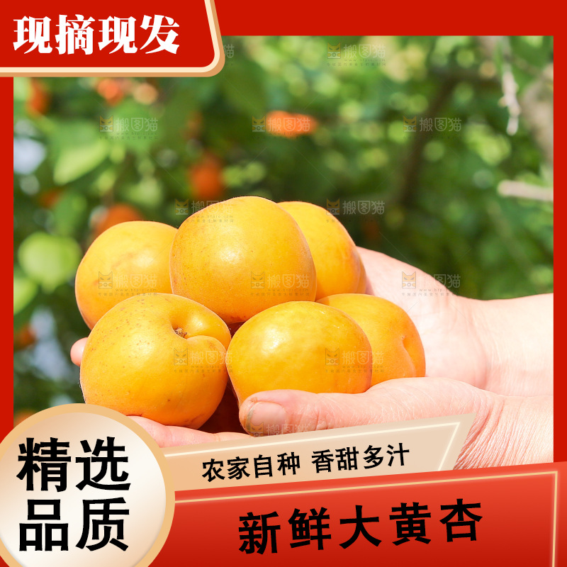 手里拿着新鲜大黄杏