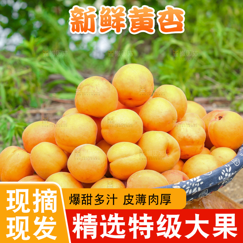 手里拿着新鲜大黄杏