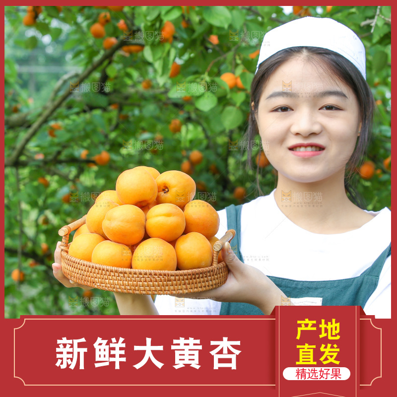手里拿着新鲜大黄杏