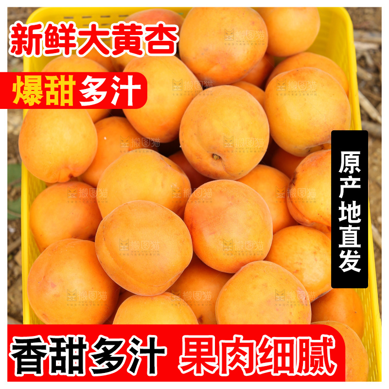 手里拿着新鲜大黄杏