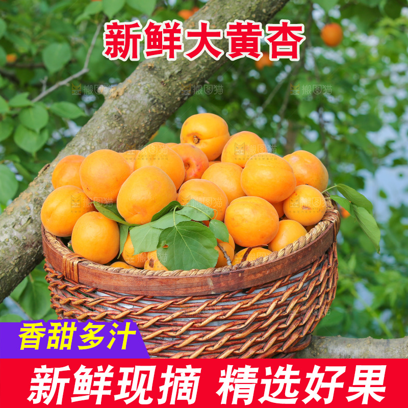 手里拿着新鲜大黄杏