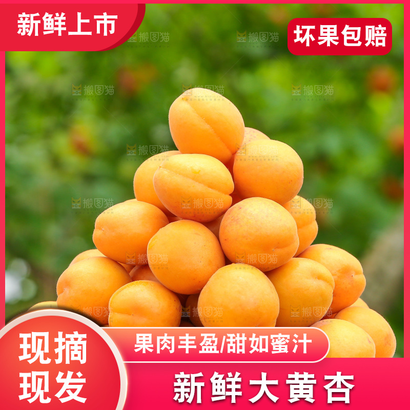 手里拿着新鲜大黄杏