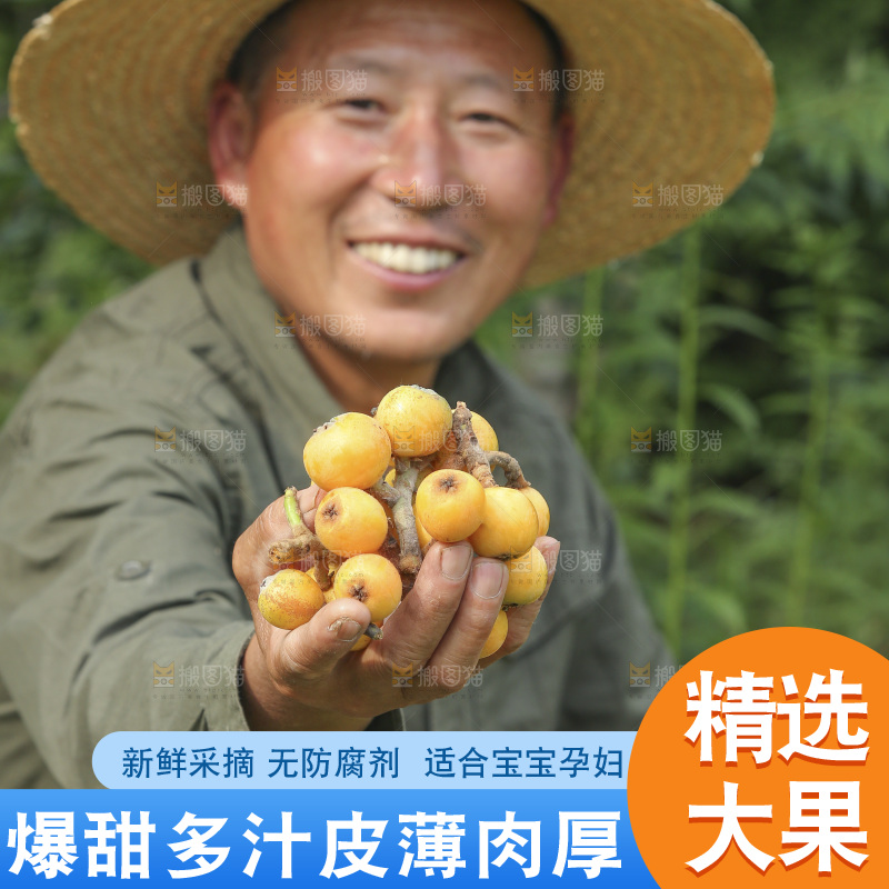 手里拿着现摘枇杷