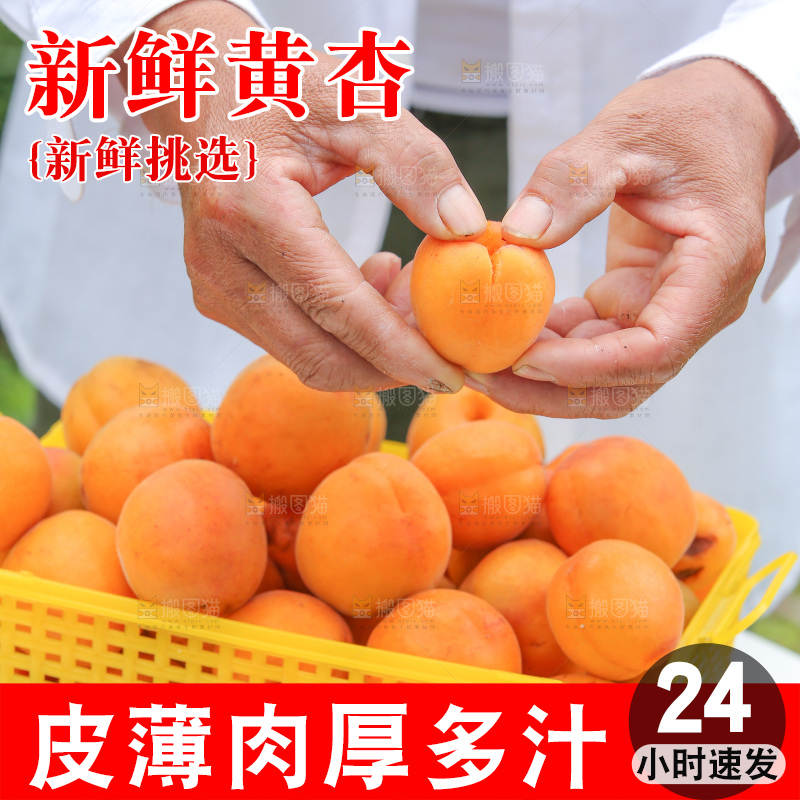 手里拿着新鲜大黄杏