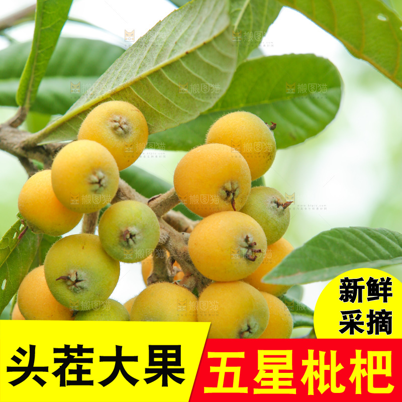 手里拿着现摘枇杷