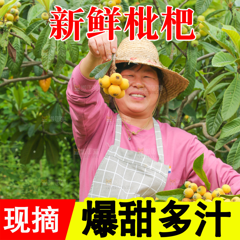 手里拿着现摘枇杷