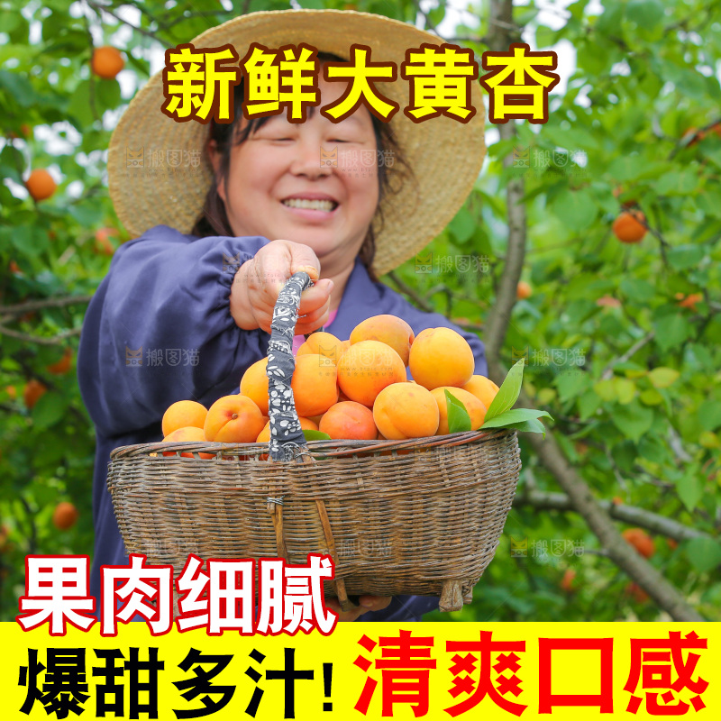 手里拿着新鲜大黄杏