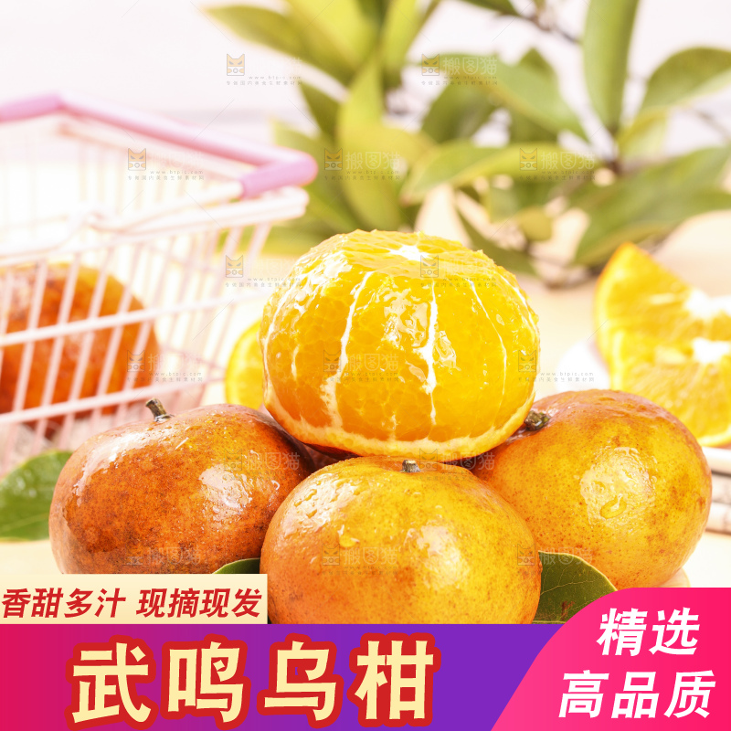 浅底上的乌柑