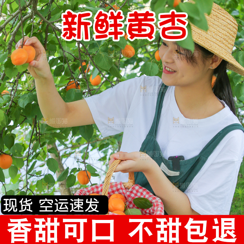 手里拿着新鲜大黄杏