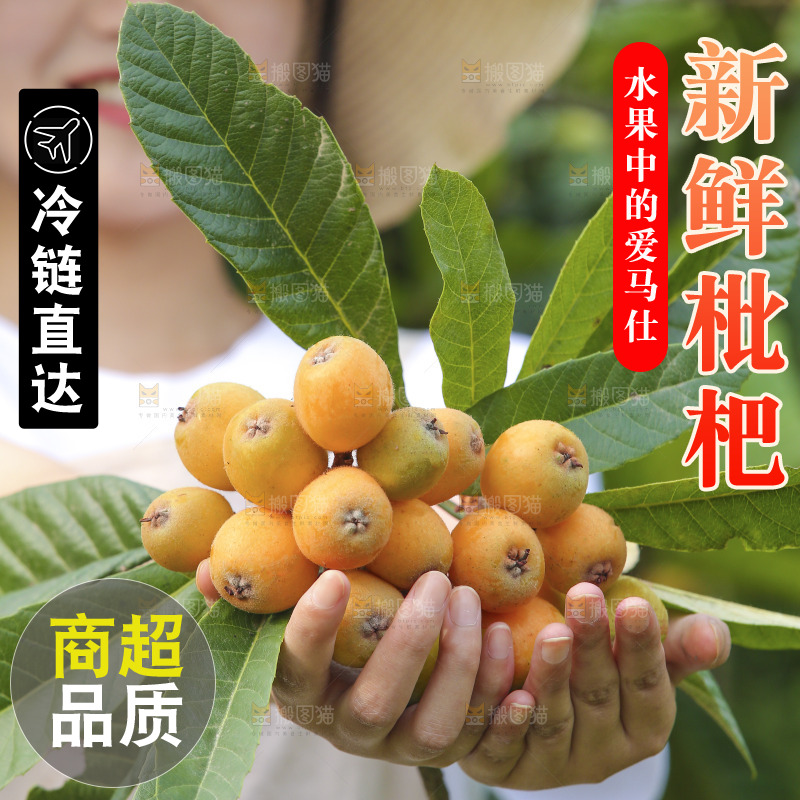 手里拿着现摘枇杷