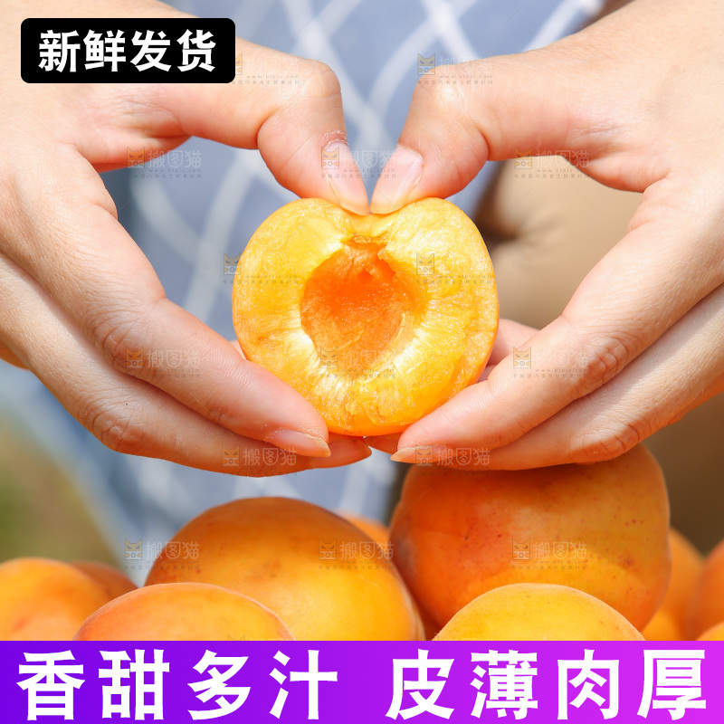 手里拿着新鲜大黄杏