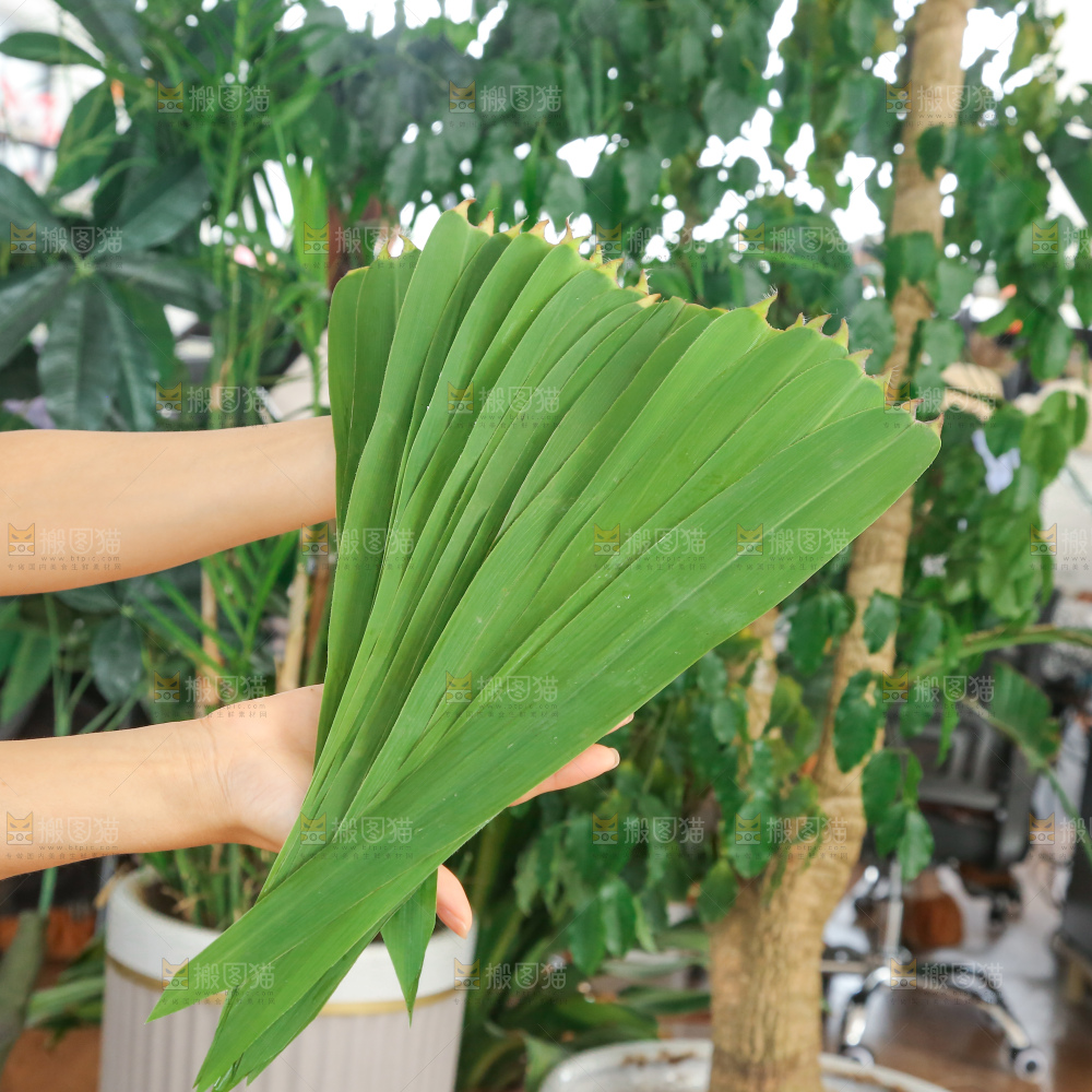 深底上的新鲜粽叶