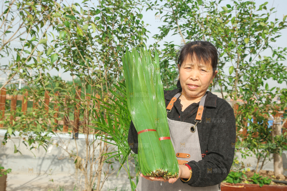 深底上的新鲜粽叶