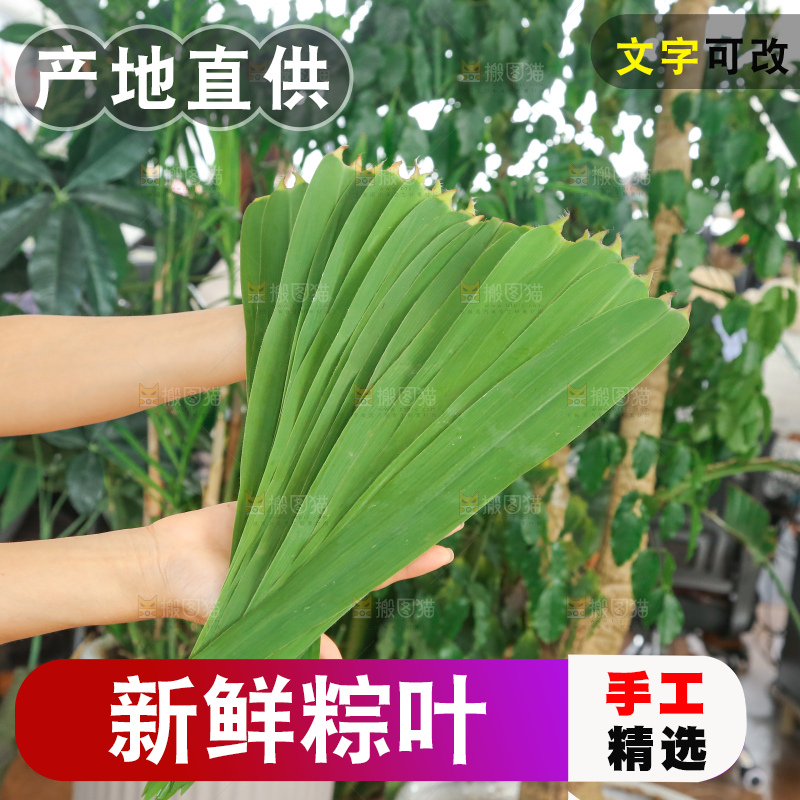 深底上的新鲜粽叶