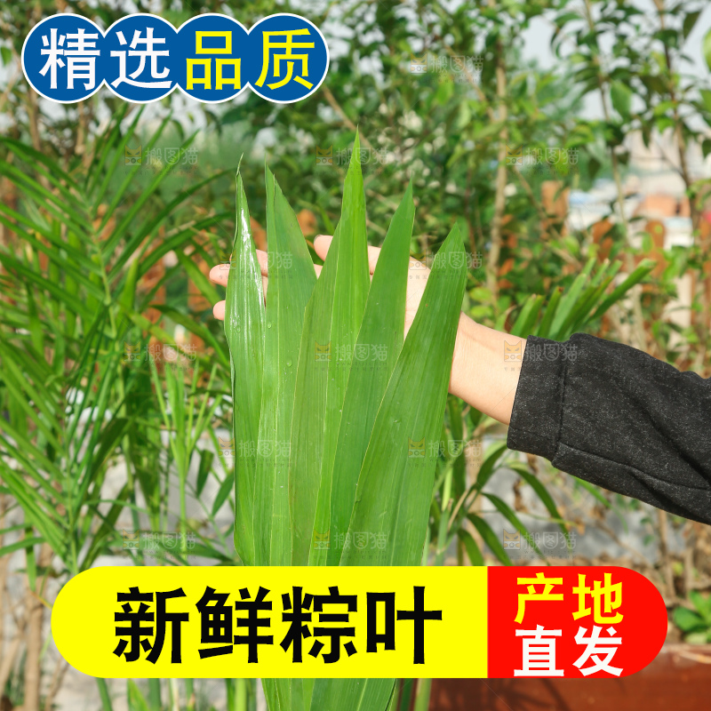 深底上的新鲜粽叶