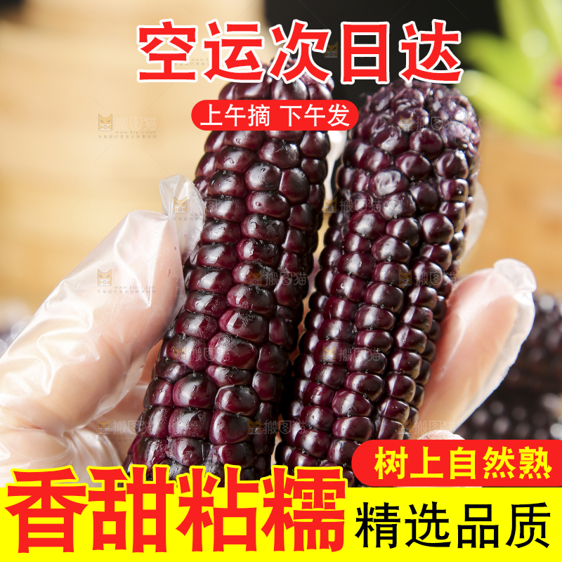 木底上的黑糯拇指玉米