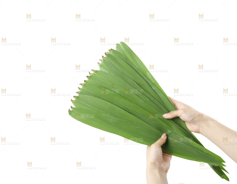 白底上的粽叶