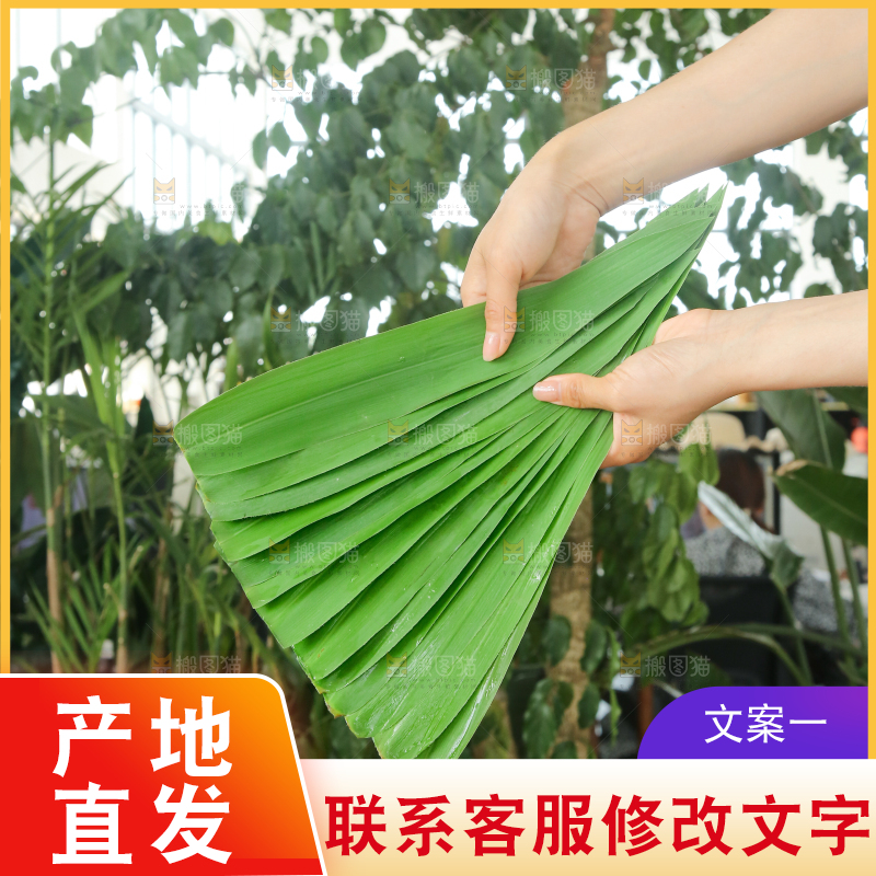 手里拿着新鲜粽叶