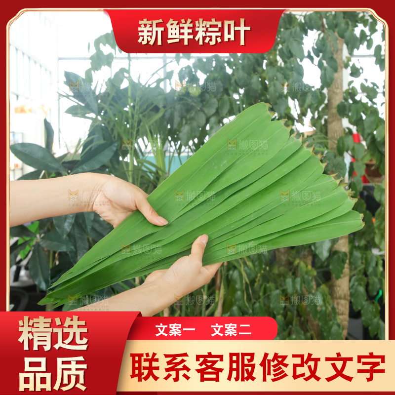 手里拿着新鲜粽叶