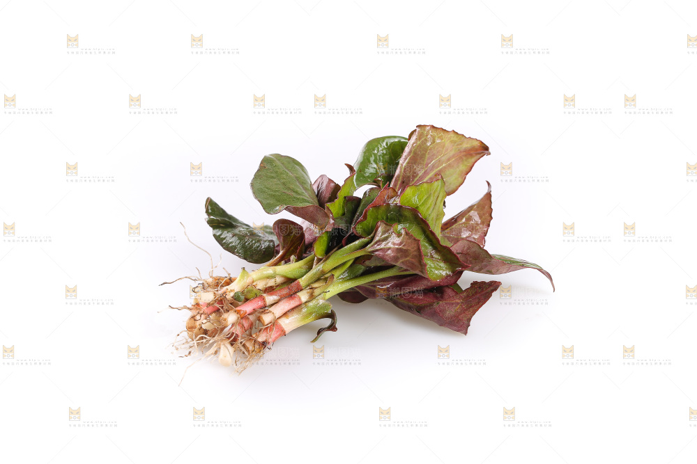 白底上的鱼腥草叶