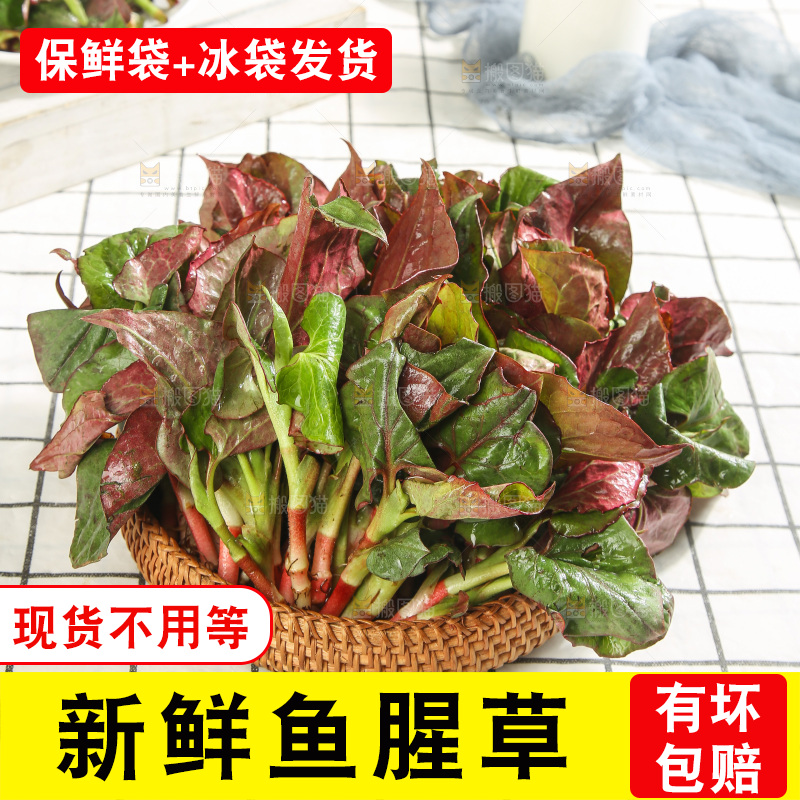 浅底上的鱼腥草