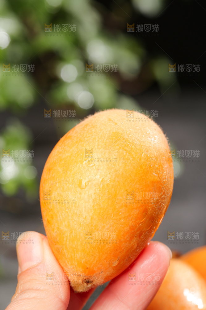 深底上的枇杷