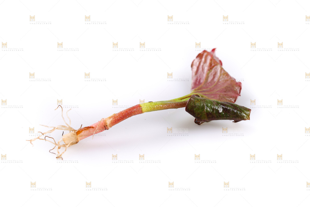 白底上的鱼腥草叶