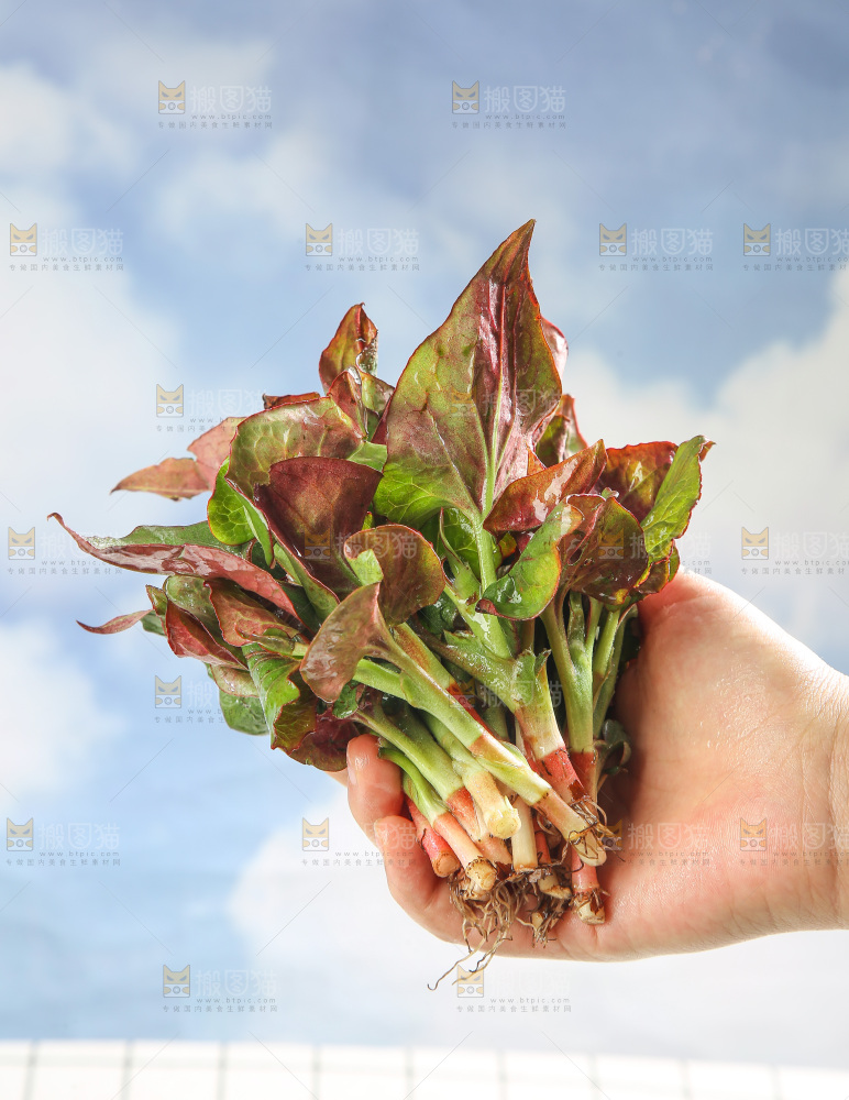 浅底上的鱼腥草