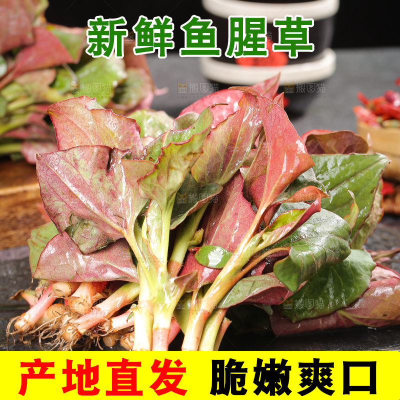 深底上的鱼腥草叶