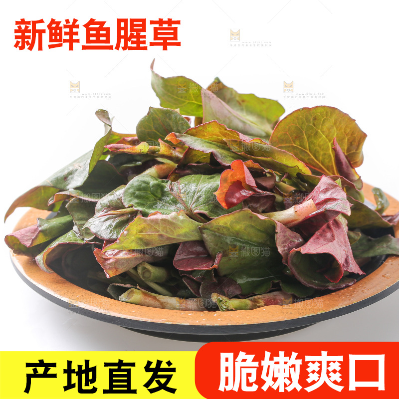白底上的鱼腥草叶