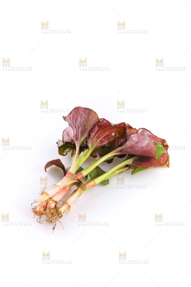 白底上的鱼腥草叶